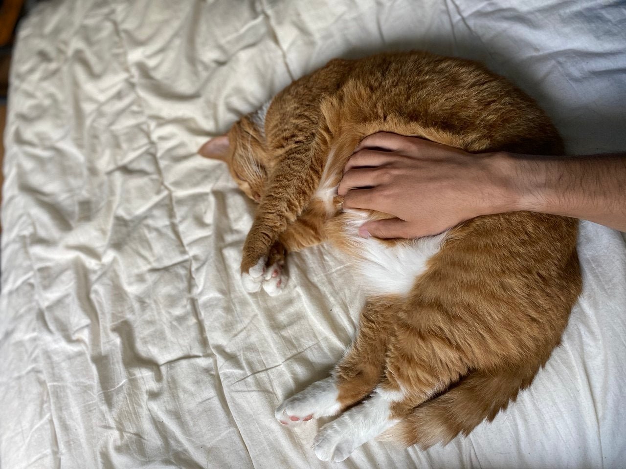 Just Like Biets: Two New Cat Clicker Variants, and the Story Behind Them - Hand of Stardust