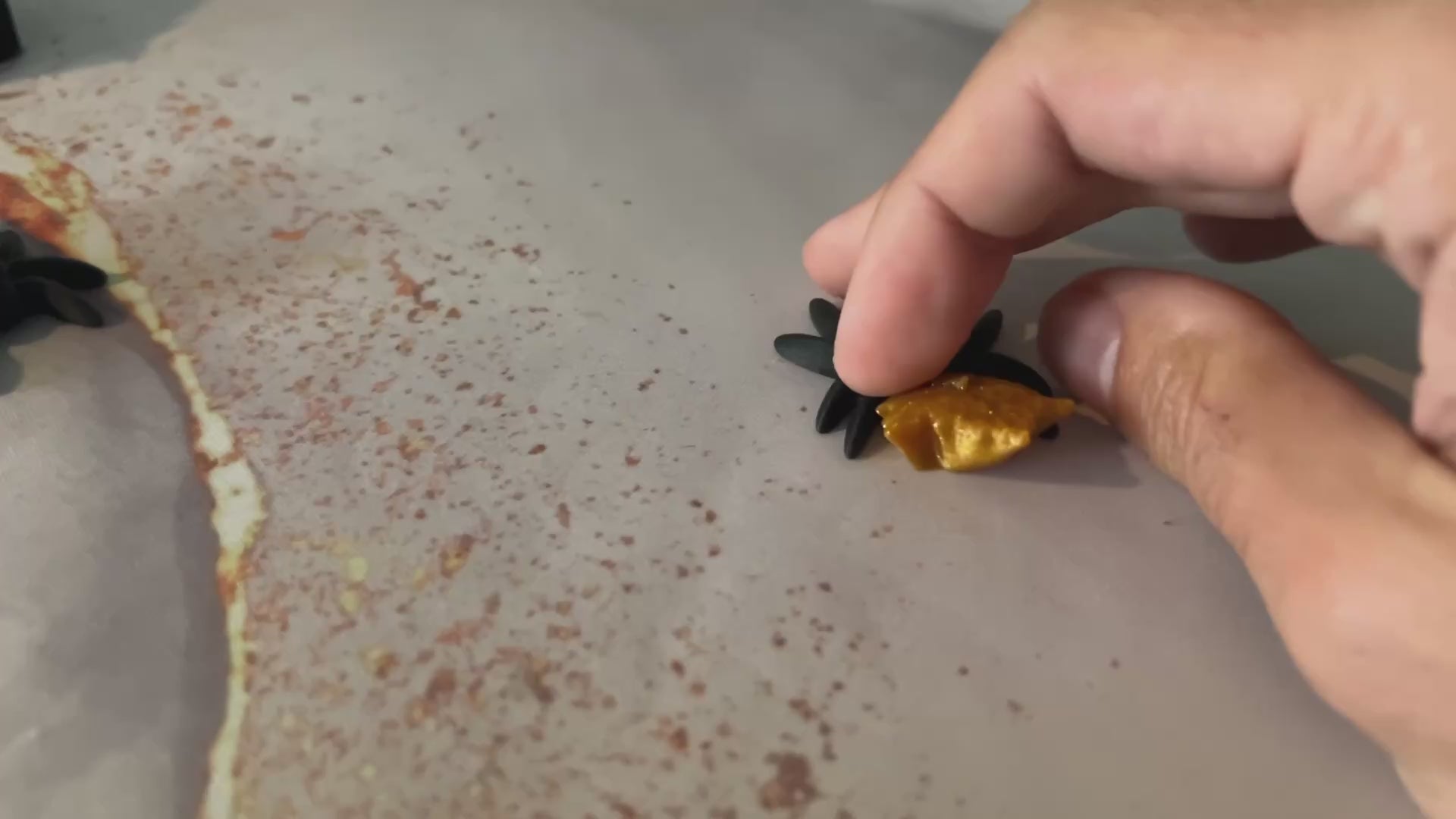 Jeremy the Jumping Spider